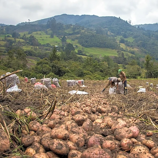 El Niño 2026 Threatens Global Potato Supply with Extreme Weather