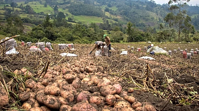 El Niño 2026 Threatens Global Potato Supply with Extreme Weather