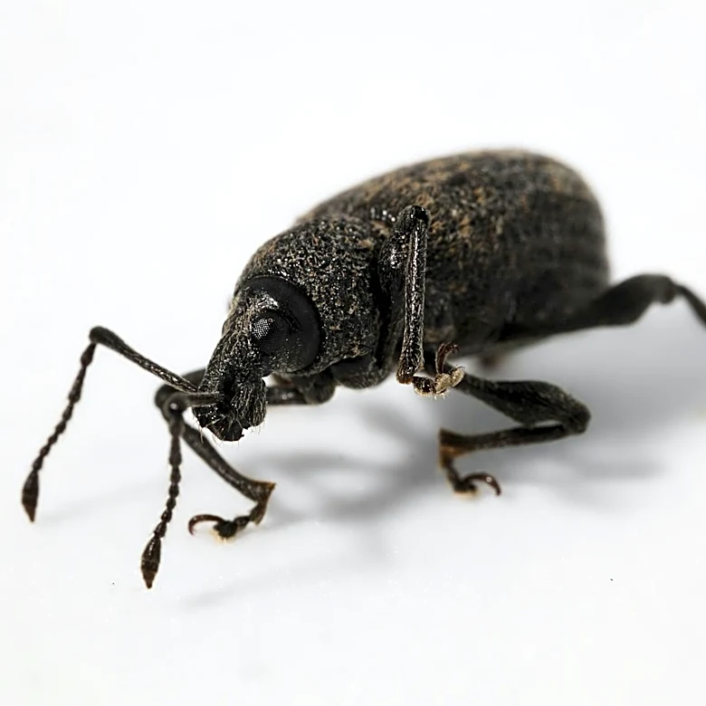 Midwest Farmers Advised to Scout for Pests Amid Wet Spring Conditions