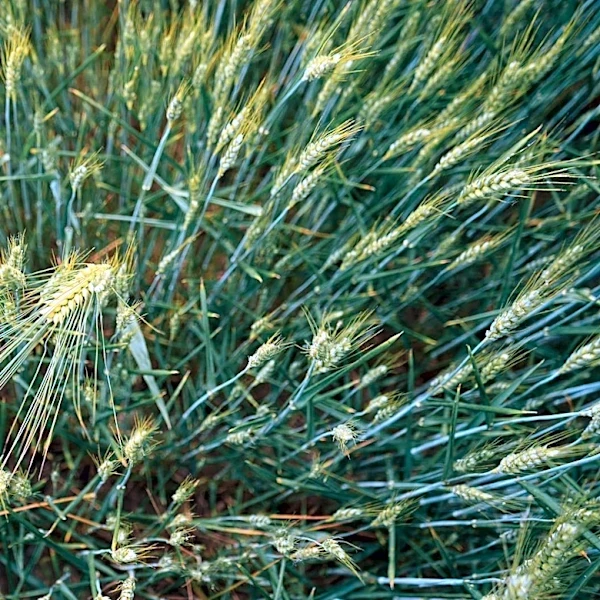 Kansas Wheat Crop Faces Challenges from Extreme Weather and Disease