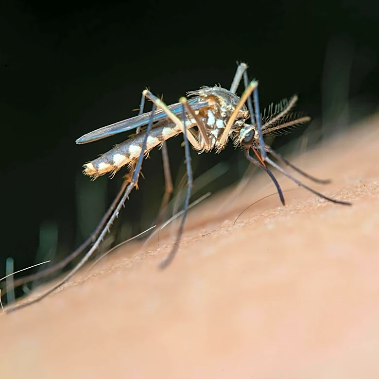 Global Dengue Cases Reach Record High in 2024, WHO Reports