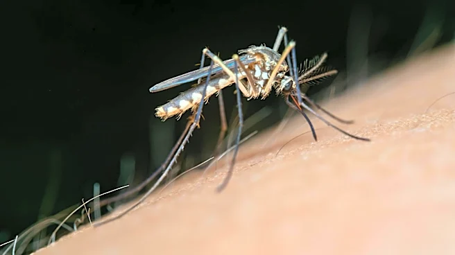 Global Dengue Cases Reach Record High in 2024, WHO Reports