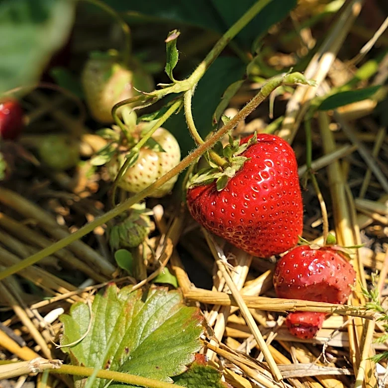 Spring Freeze Severely Impacts Fruit Crops in Virginia and Surrounding Areas