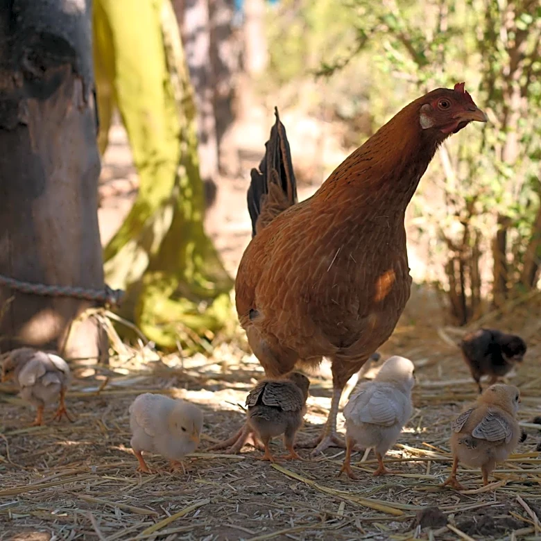 Spring Chicken Family Festival Kicks Off at Fog Willow Farms in Wilton