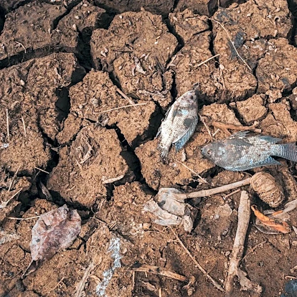 Climate Change Reducing Oxygen Levels in Rivers Worldwide