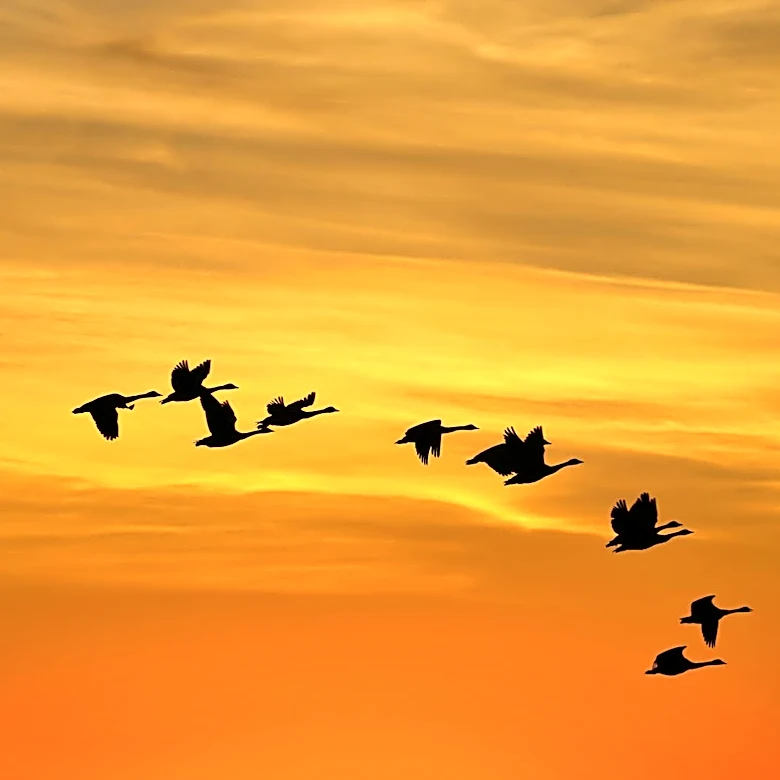 Wisconsin Issues Lights Out Alert to Protect Migrating Birds
