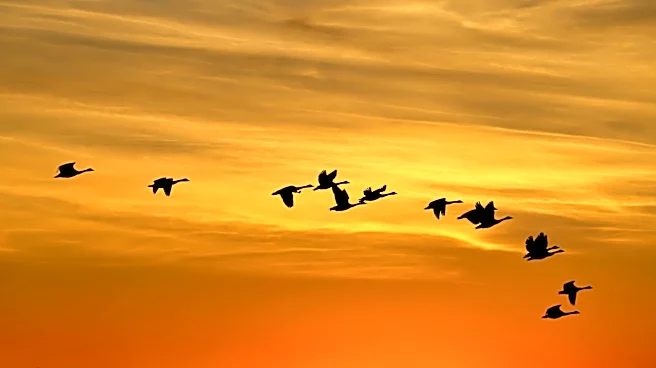 Wisconsin Issues Lights Out Alert to Protect Migrating Birds