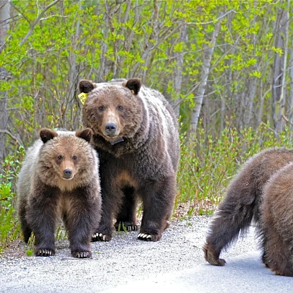 Grizzly Bears Emerge Early at Yellowstone, Drawing Crowds