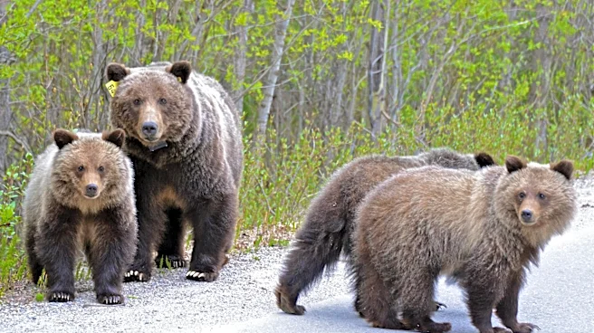 Grizzly Bears Emerge Early at Yellowstone, Drawing Crowds