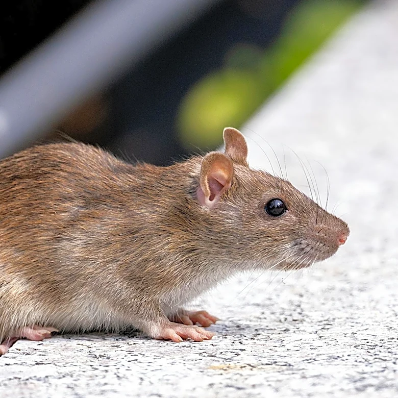 Hantavirus Hot Spots Identified in U.S., Including Virginia and Colorado