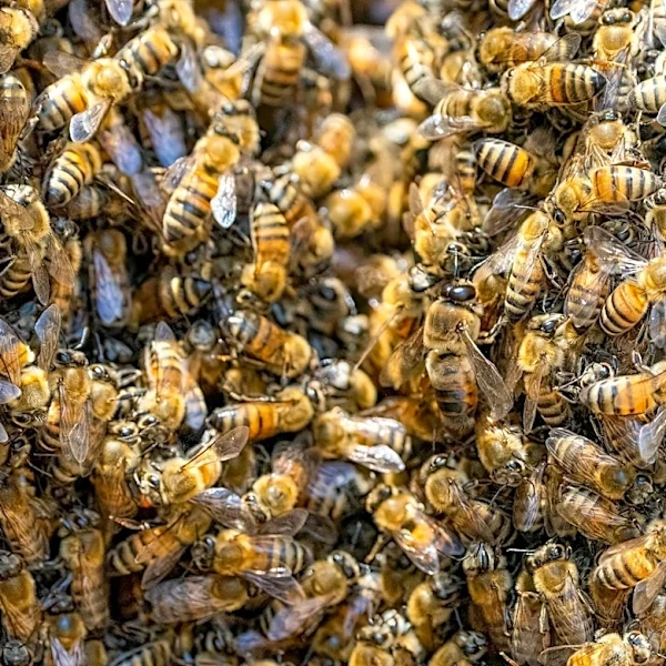 North America Faces Early Bee Swarm Season Amid Climate Concerns
