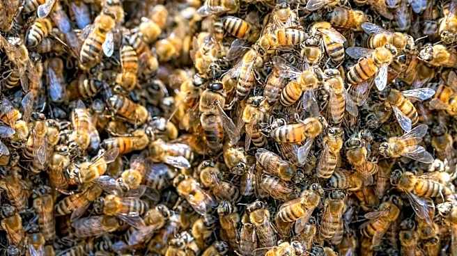 North America Faces Early Bee Swarm Season Amid Climate Concerns