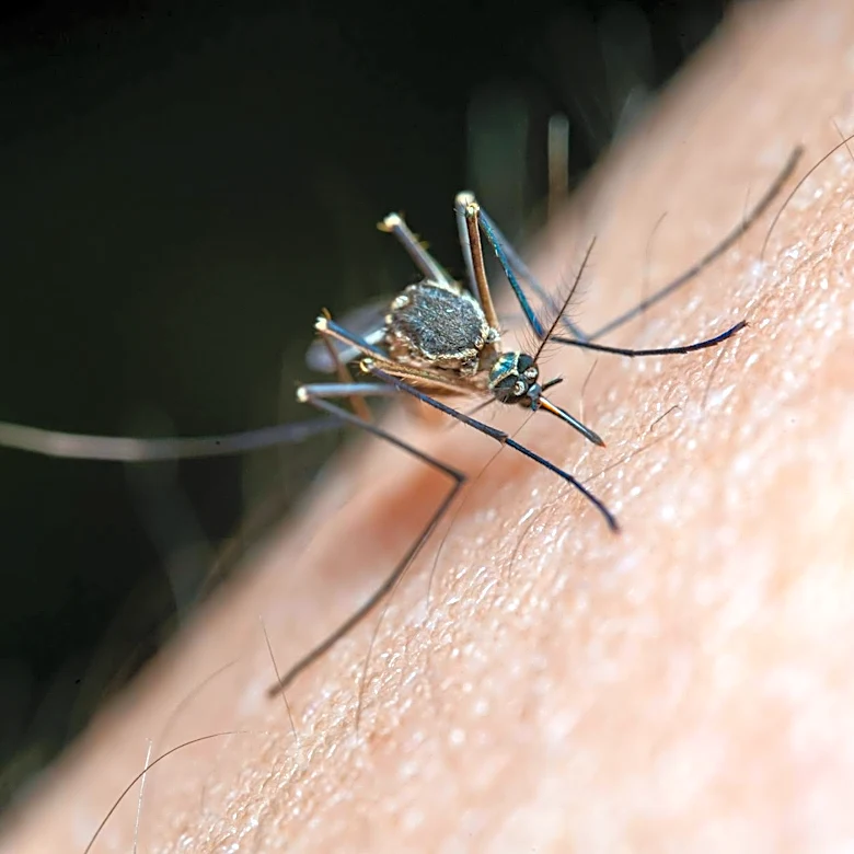 Consumer Reports Finds Badger Anti-Bug Spray Ineffective Against Mosquitoes