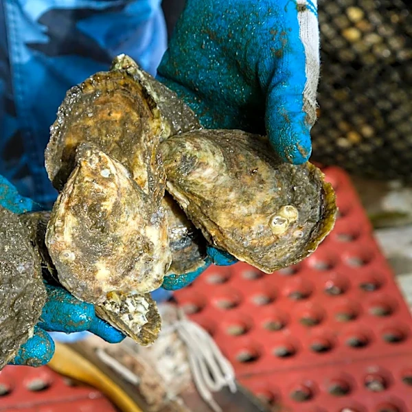 Long Island Oyster Growers Face Challenges from Bacteria Warning and Harsh Winter