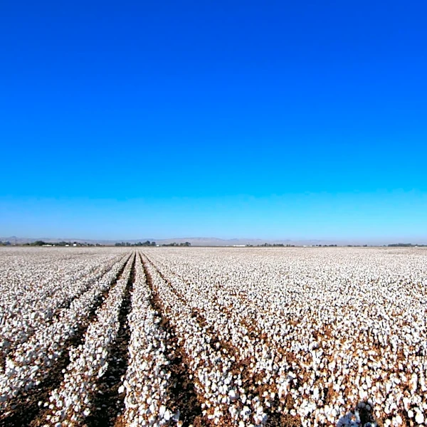 Valley Fever Cases Expected to Rise in San Joaquin Valley Amid Summer Agriculture