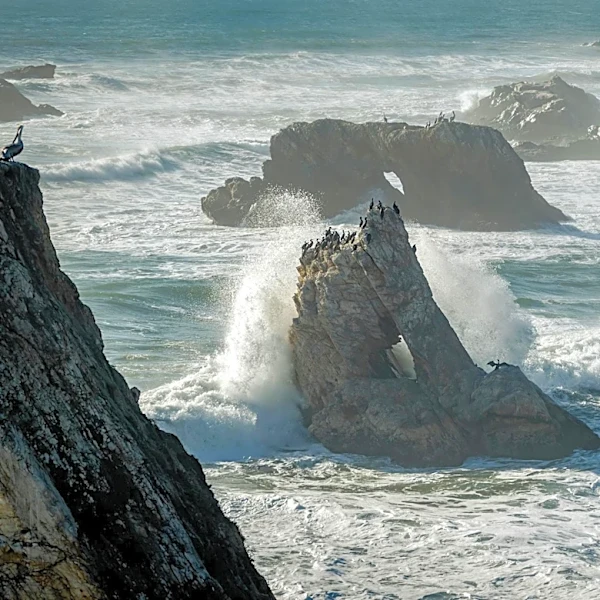 Marine Heat Wave Linked to Dead Sea Birds Along California Coast