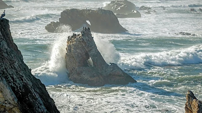 Marine Heat Wave Linked to Dead Sea Birds Along California Coast