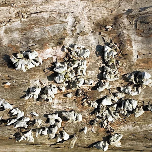 Valley Fever Cases May Rise in San Joaquin Valley Amid Summer Agriculture and Dusty Conditions