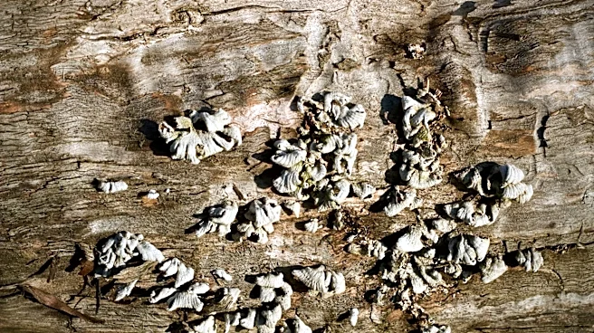Valley Fever Cases May Rise in San Joaquin Valley Amid Summer Agriculture and Dusty Conditions