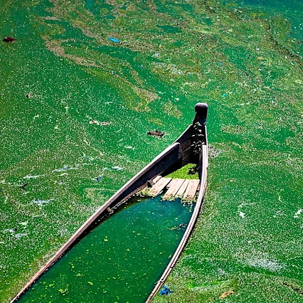 Urban River-Lake Networks: Water Diversion Strategies to Mitigate Cyanobacterial Blooms