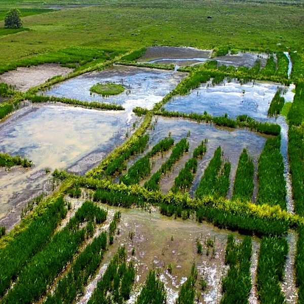Maui's Wetlands Highlighted as Key to Hawaii's Climate Resilience