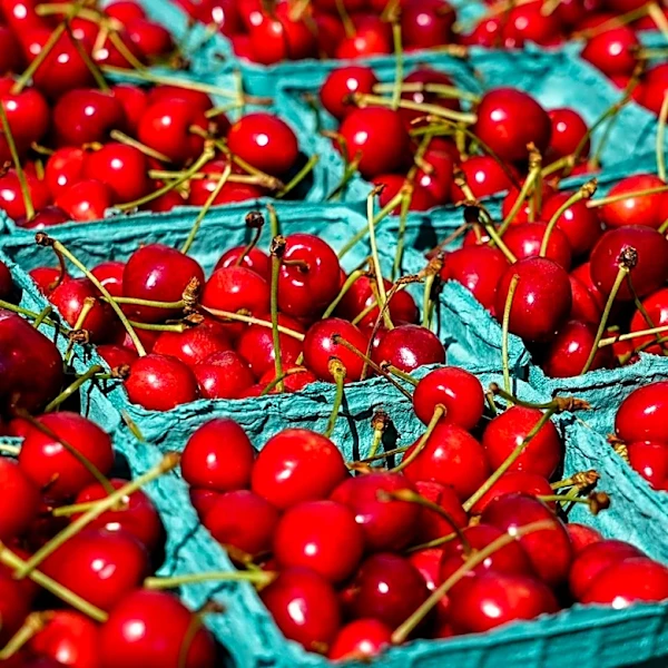 Record Warm Winter Wipes Out Southern California Cherry Harvest