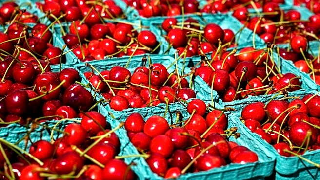 Record Warm Winter Wipes Out Southern California Cherry Harvest