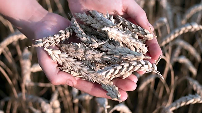 South Dakota Wheat Yields Expected to Outperform Southern States Amid Drought