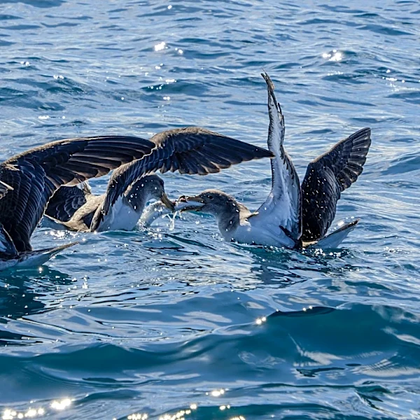 Seabird Range Contraction Linked to Climate Change Impacts