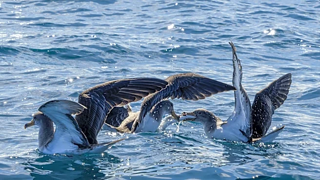 Seabird Range Contraction Linked to Climate Change Impacts