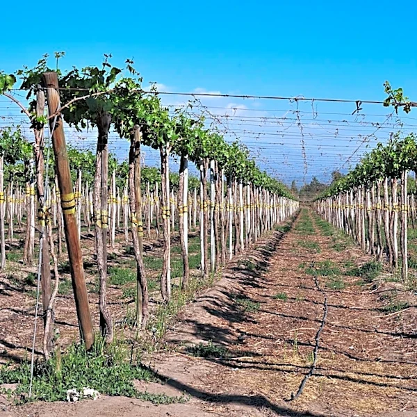 Global Vineyards Face Climate Challenges and Regional Shifts