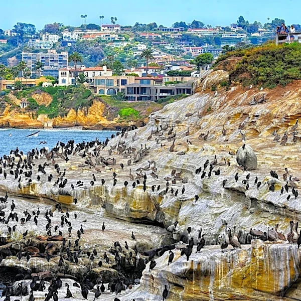 Marine Heatwave Linked to Dead Seabirds Along California Coast