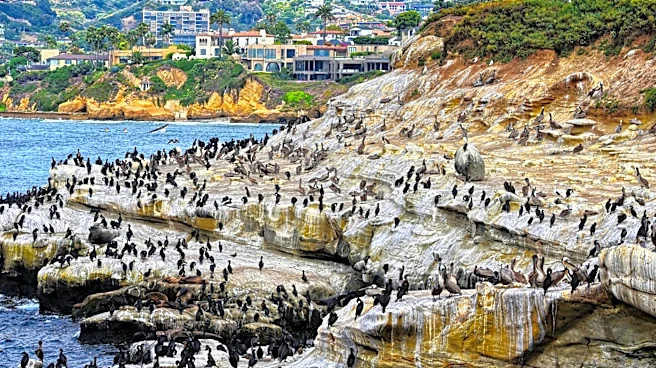 Marine Heatwave Linked to Dead Seabirds Along California Coast