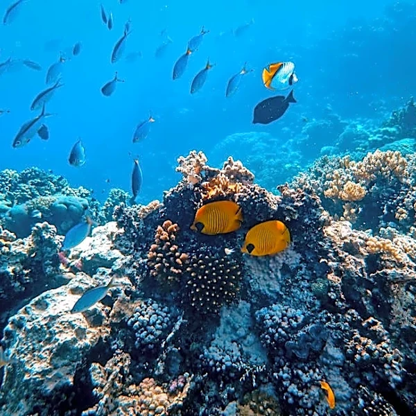 More Than 1,100 New Marine Species Found Across the Globe