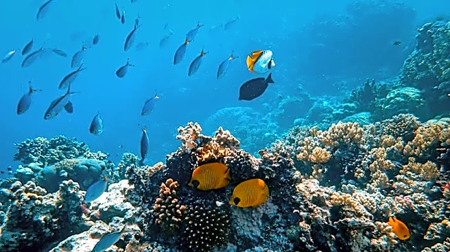 More Than 1,100 New Marine Species Found Across the Globe