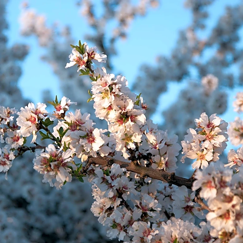 Record Warm Winter Devastates Southern California Cherry Harvest
