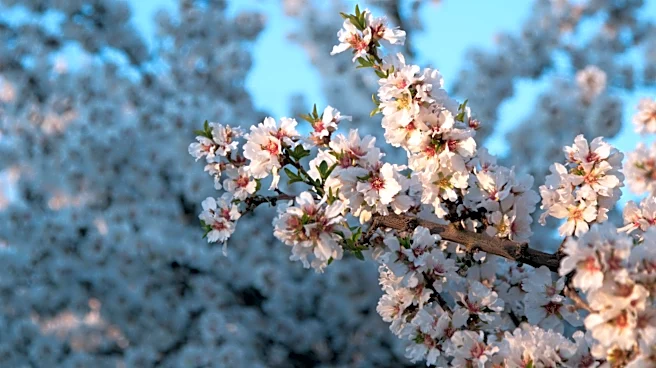 Record Warm Winter Devastates Southern California Cherry Harvest