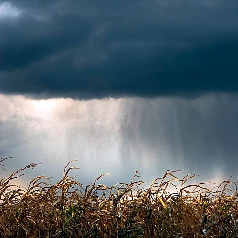 Rain Slows Farming Progress in Grundy County, Provides Needed Moisture