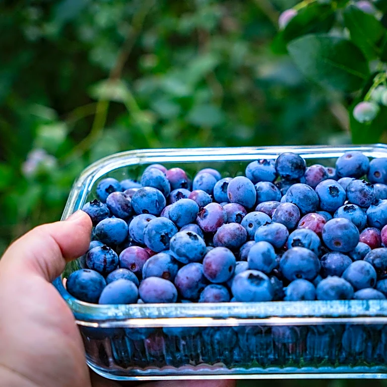 Early Spring Temperatures Accelerate California Blueberry Season