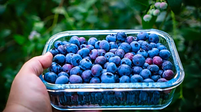 Early Spring Temperatures Accelerate California Blueberry Season