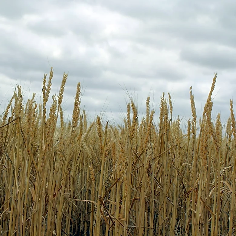South Dakota Wheat Yields Outperform Southern States Amid Drought