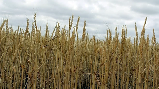 South Dakota Wheat Yields Outperform Southern States Amid Drought