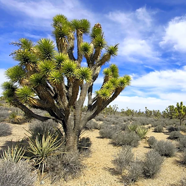 Joshua Trees in California Face Threats from Climate Change and Wildfires