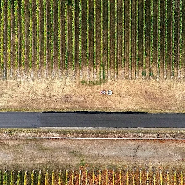 Global Vineyards Face Climate Challenges and Shifting Trends