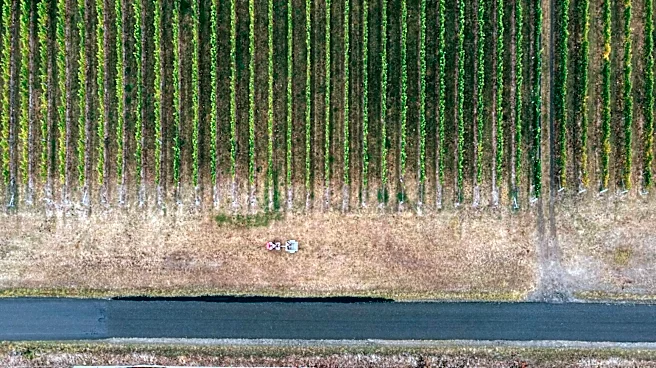 Global Vineyards Face Climate Challenges and Shifting Trends