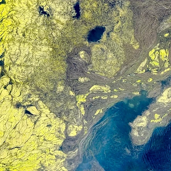 Environmental DNA Modeling Enhances Cyanobacterial Bloom Mitigation in Urban Waterways
