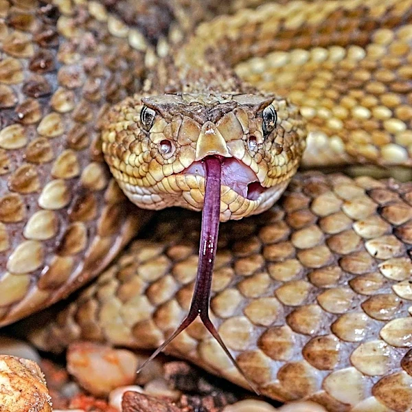 Unusual Rattlesnake Sighting in San Diego Highlights Wildlife Risks