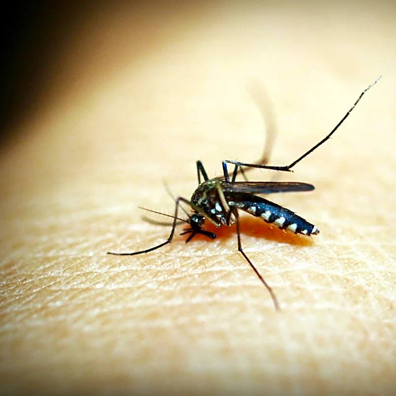 Consumer Reports Identifies Top Bug Repellents for Summer 2026