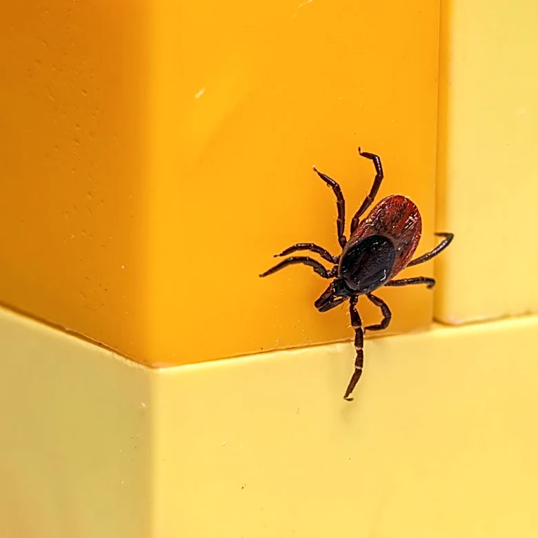 Pittsburgh Faces Increased Tick Activity Amid Warmer Weather