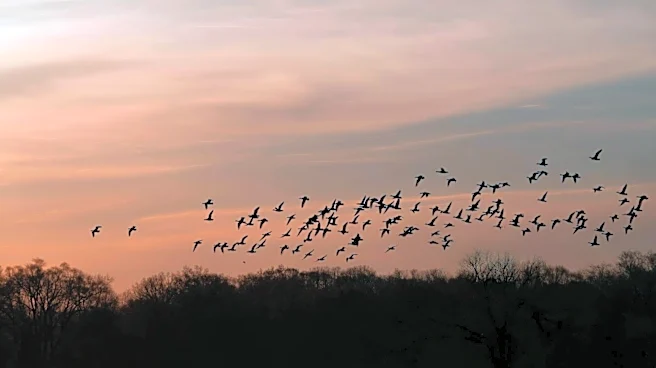 12.1 Million Birds Expected to Migrate Over Michigan on May 18